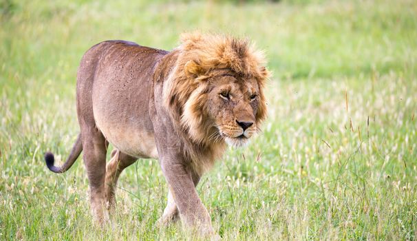 One big male lion is walking in the savannah