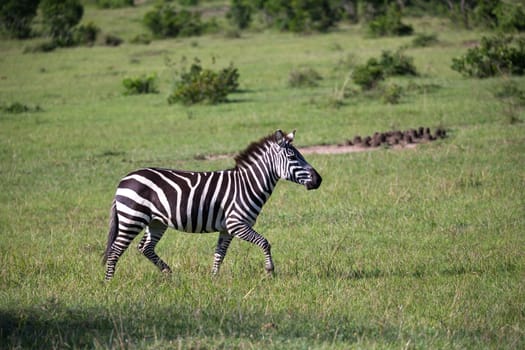 Some Zebras in the middle of the savannah of Kenya