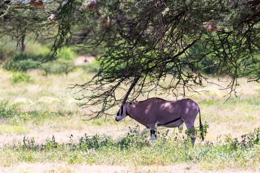 An antelope in the middle of the savannah of Kenya