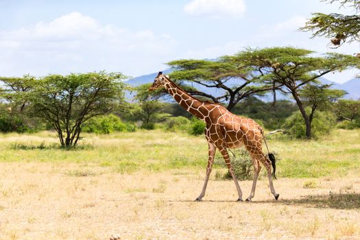 One giraffe walk through the savannah between the plants