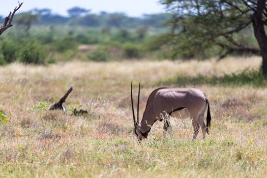 The Oryx family stands in the pasture surrounded by green grass and shrubs