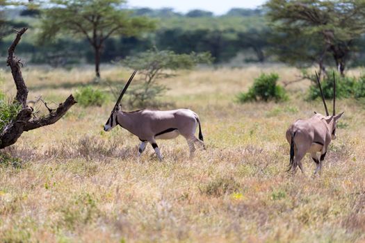 The Oryx family stands in the pasture surrounded by green grass and shrubs