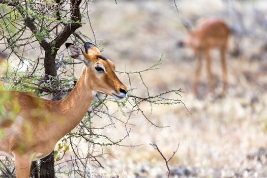 The Grant Gazelle grazes in the vastness of the Kenyan savannah