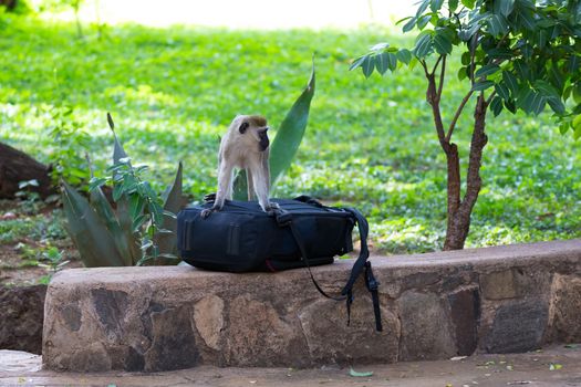 One curious Vervet monkey examines the photo bag of a tourist