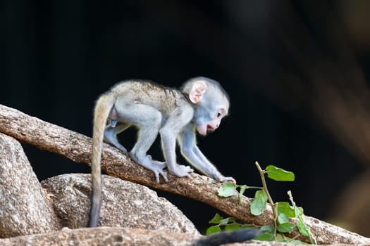 The monkey climbs around on a branch