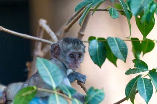 One little funny monkey is playing on the floor or on the tree