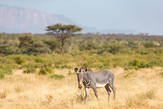 The Grevy Zebra is grazing in the countryside of Samburu in Kenya