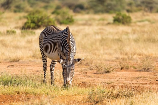 The Grevy Zebra is grazing in the countryside of Samburu in Kenya