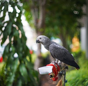 African grey parrot behind home
