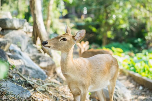 Antelope standing on the floor in the zoo