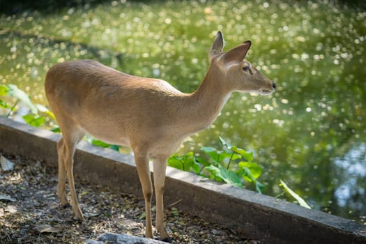 Antelope standing on the floor in the zoo