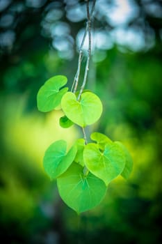 green leaves and bokeh background in sunny day