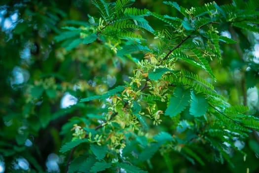 Tamarind flowers and green leaf selective focus