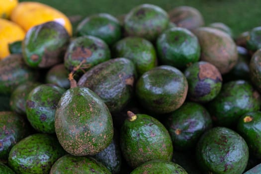Green Avogado fruit in market