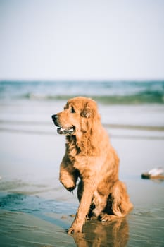 Disabled dog sitting on the beach