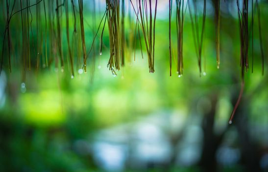 Rain drops falling from roof with bokeh background