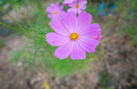 Closeup of Purple starburst flowers in the garden