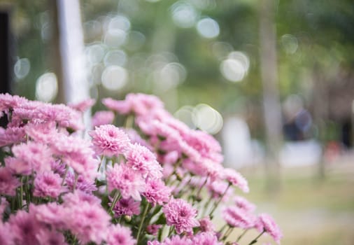 bunch of pink  chrysanthemum flowers with copy space on green bokeh background