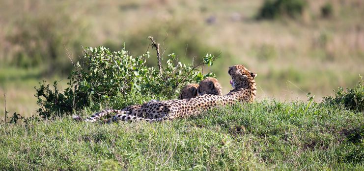 The cheetah mother with two children in the Kenyan savannah