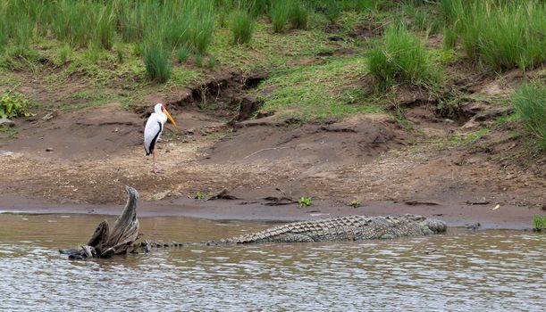 One crocodile lies on the stones near the water
