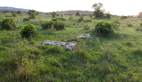 The lion family rests in the grass of the savannah