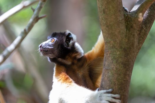 One Sifaka lemur that has made itself comfortable in the treetop