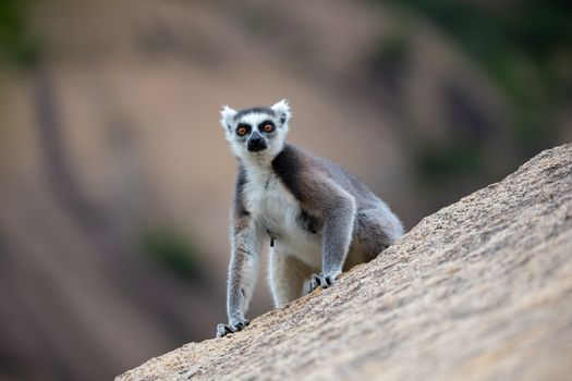 A funny ring-tailed lemurs in their natural environment