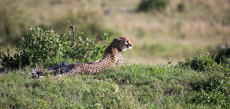 The cheetah mother with two children in the Kenyan savannah