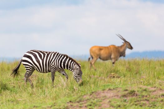 One zebra is browsing on a meadow in the grass landscape
