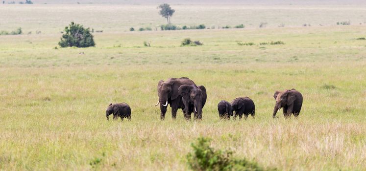 The elephant family on their way through the Kenyan savanna