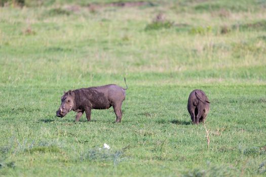The family of warthogs in the grass of the Kenyan savannah