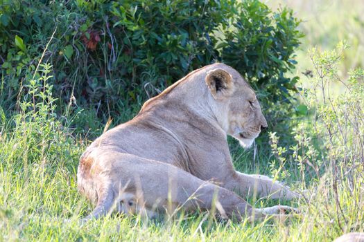 One lioness has made herself comfortable in the grass and is resting