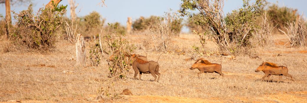 Wild boar running through the savannah of Kenya