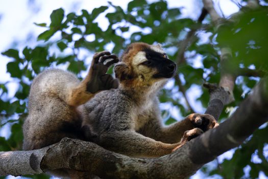One lemur sits on a branch and scratches behind the ear