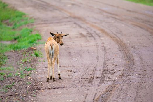 A Topi antelope in the grassland of Kenya's savannah