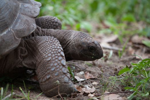 A big turtle between the gras