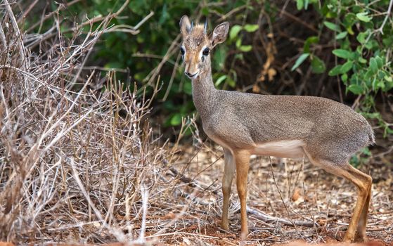 Small antelope in the bush, on safari in Kenya