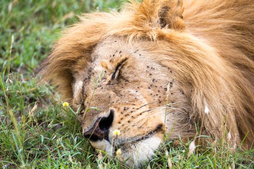 One big lion sleeps in the grass of the Kenyan savannah