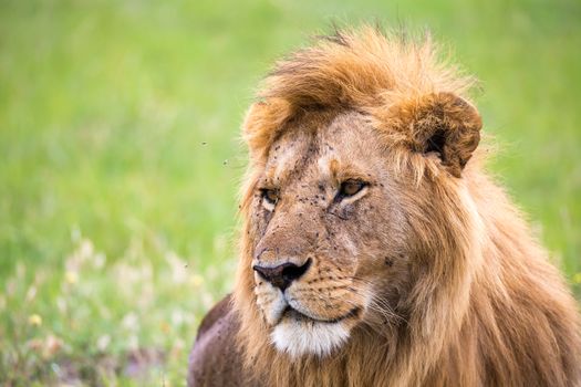 The close-up of the face of a lion in the savannah of Kenya