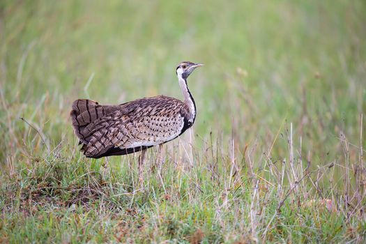 One indigenous gray bird is standing in the grass and looking
