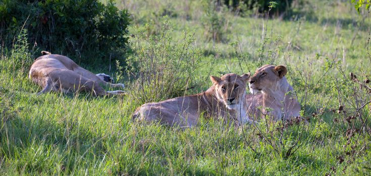 The Lionesses lie in the grass and try to rest