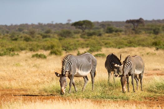 The zebra family is grazing in the savannah of Kenya in Samburu
