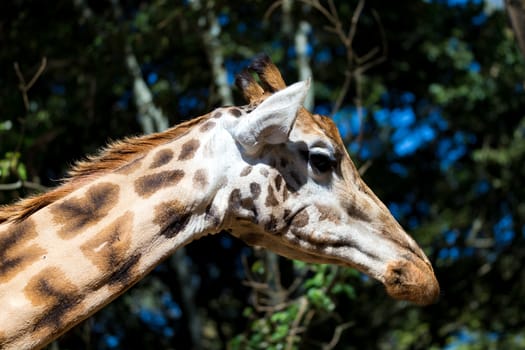 A close-up of one giraffe's head