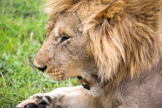 The close-up of the face of a lion in the savannah of Kenya