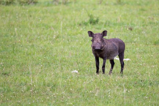 Some Warthogs are grazing in the savannah of Kenya