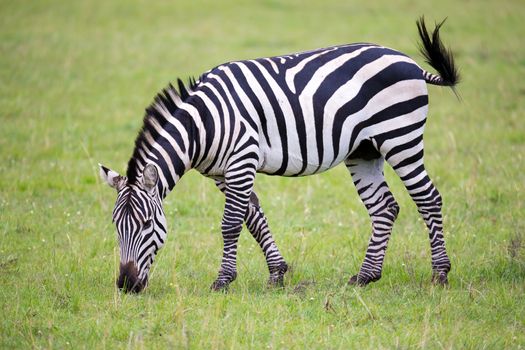 Some zebras run and graze in the savannah
