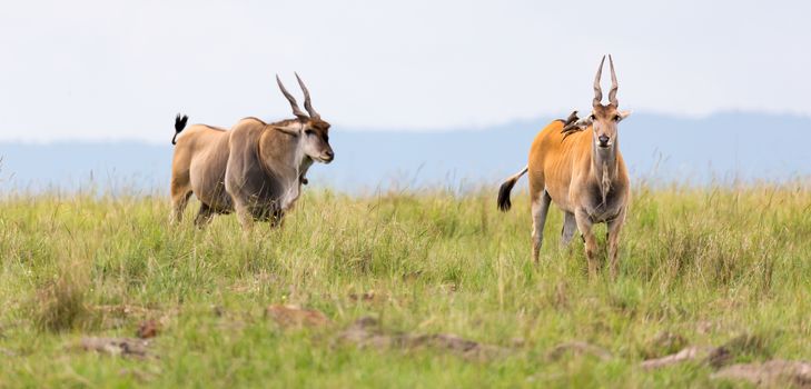 A Elend antilope in the Kenyan savanna between the different plants