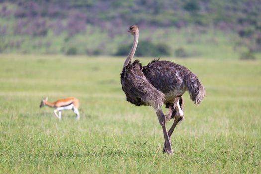 The Ostrich birds are grazing on the meadow in the countryside of Kenya