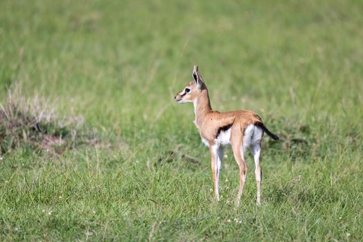 One very young Thomson Gazelle in the Kenyan grass landscape