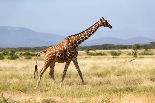 One giraffe walk through the savannah between the plants